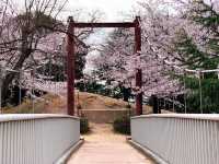 ชมดอกซากุระ ที่สวนสาธารณะเมืองชิริว ไอจิ🌸