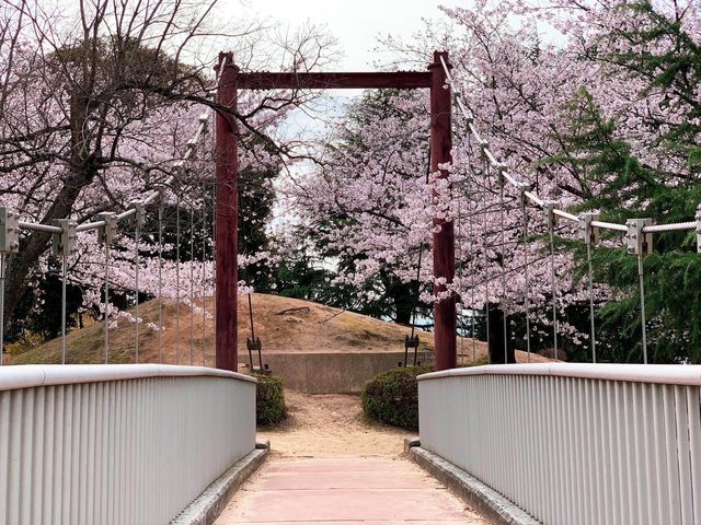 ชมดอกซากุระ ที่สวนสาธารณะเมืองชิริว ไอจิ🌸
