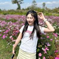 ชมทุ่งดอกไม้@ทับลาน💐