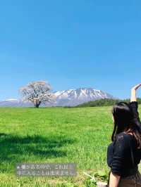 【岩手】例年GWが見頃！農場に咲く"一本桜"
