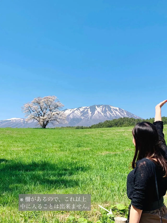 【岩手】例年GWが見頃！農場に咲く"一本桜"