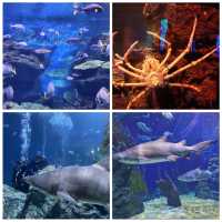 【曼谷】SEA LIFE Bangkok Ocean World：豐富海底探險