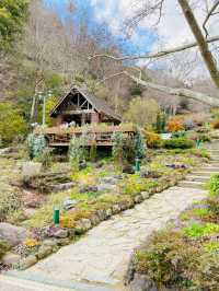 神戸布引ハーブ園！2024年3月中旬の開花状況