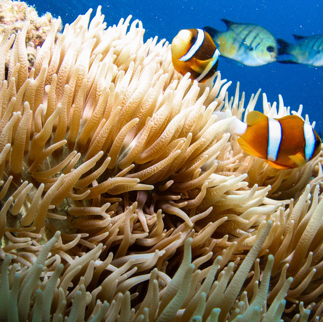 聖靈群島遇見世界頂級沙灘之大堡礁360度旅遊