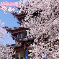NOT JAPAN-Amazing Cherry Blossom View at Wuxi