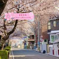 Yeojwacheon Stream (Jinhae Romantic Bridge)