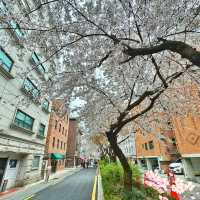 延南洞弘大賞櫻 咖啡店hopping 🌸