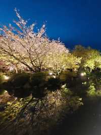 【京都東寺】夜遊櫻花🌸，心靈淨化