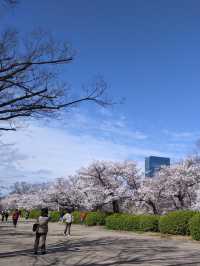 大阪城公園～必去免費賞櫻地點🌸