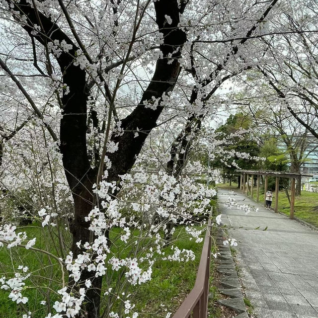 弘前城公園：春天櫻花浪漫景緻