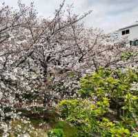 ✨️ My best flowering tree, Daisen Park