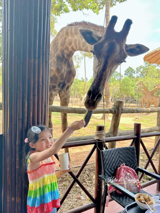 同長頸鹿🦒一起進餐 @ 富國島珍珠野生動物園