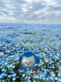  Nemophila Festival งานเทศกาลดอกไม้โอซาก้า