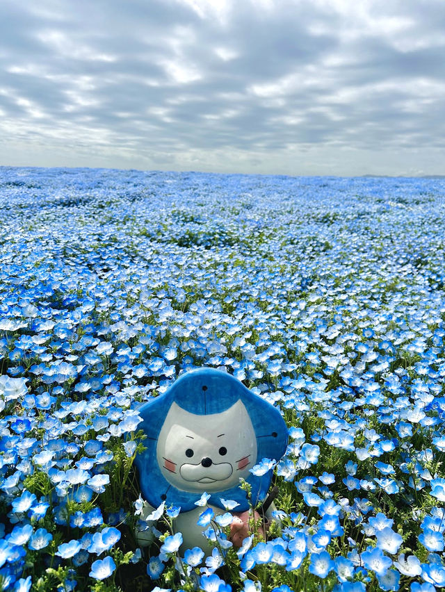  Nemophila Festival งานเทศกาลดอกไม้โอซาก้า