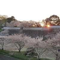 Cherry Blossom at Kanazawa Castle Park