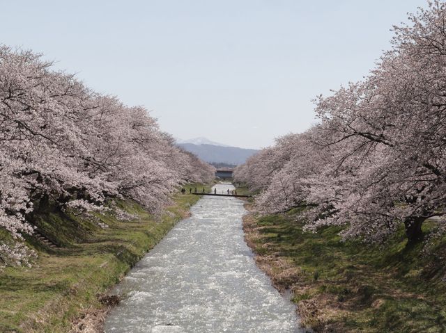 奏でましょう🎵春の四重奏