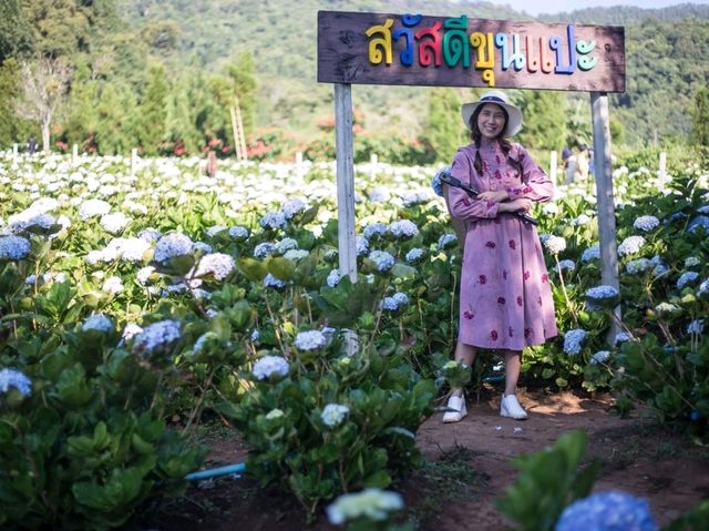 ทุ่งไฮเดรนเยียบ้านขุนแปะ