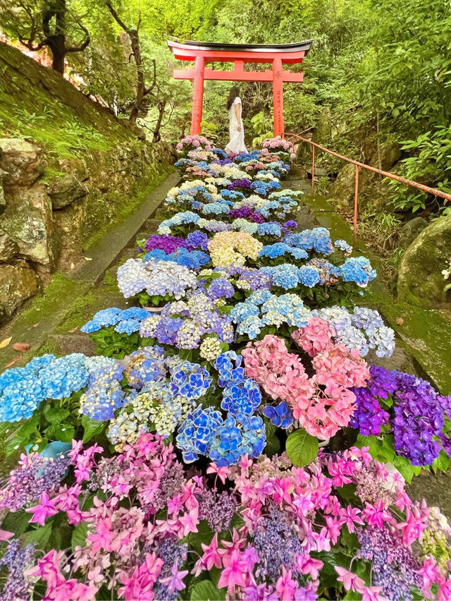 【6/1～6/30】京都最大規模5000株のあじさい