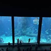 【 福岡之旅。以九州之海為主題的水族館 】 
