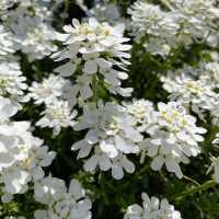 【福岡観光】園内お花で埋め尽くされていて素敵