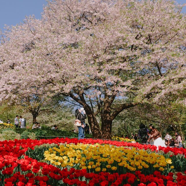 ชมดอกไม้สวยๆที่ Seoul forest park