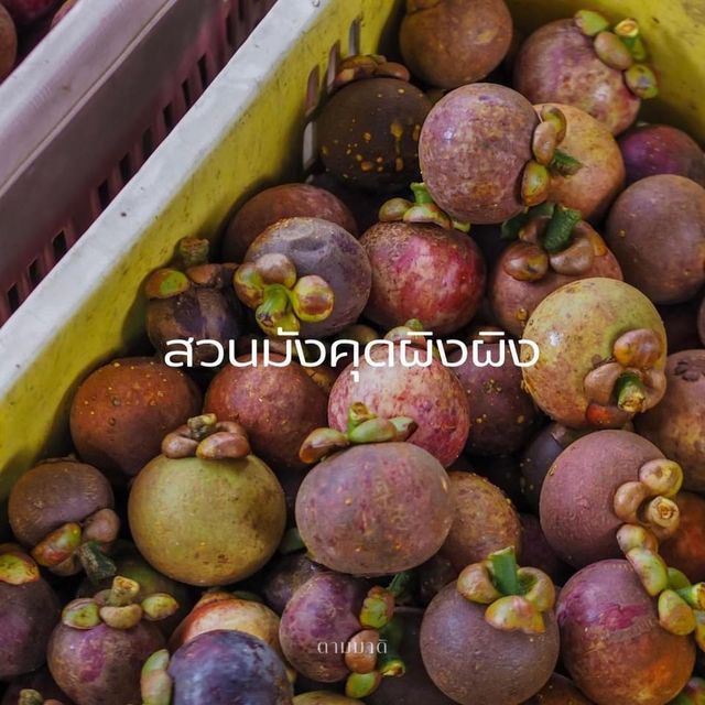 เที่ยว กิน ช็อป ผลไม้ที่พังงา ✨