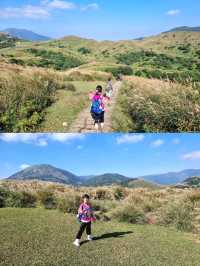 Beautiful Miscanthus in Yangmingshan