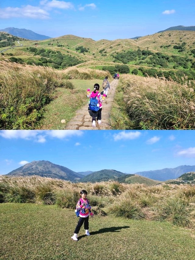 Beautiful Miscanthus in Yangmingshan
