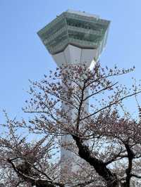 札幌出發函食館一日遊😳必到五稄郭公園🥹四月最佳賞櫻之地