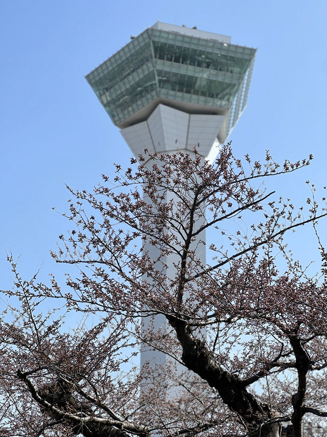 札幌出發函食館一日遊😳必到五稄郭公園🥹四月最佳賞櫻之地