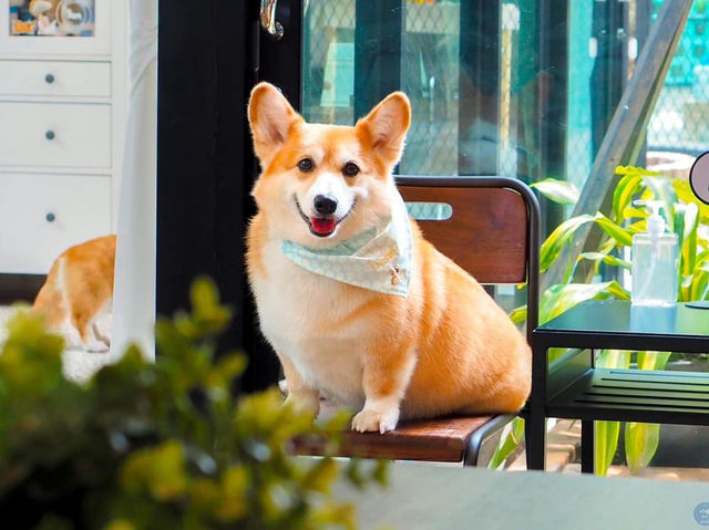 Corgi in the Garden คาเฟ่น้องหมาคอร์กี้