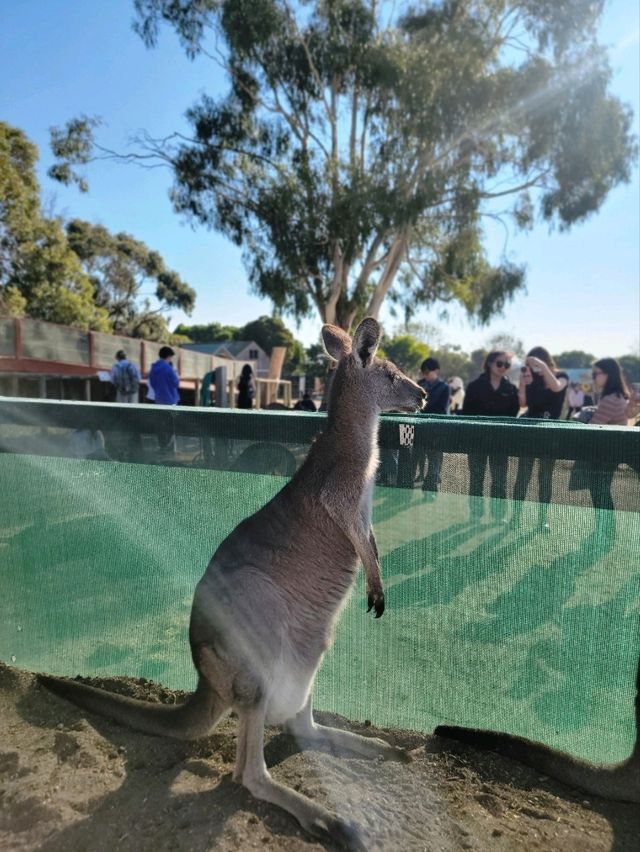 【澳洲】Maru Koala and Animal Park 超近距離觀察袋鼠