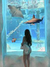 全港最大水族館「海洋公園」🐬🐠