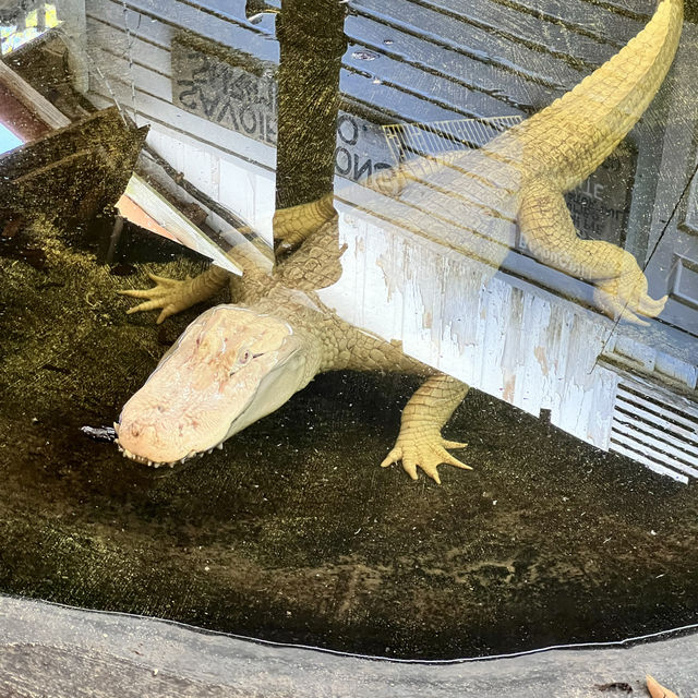 Alligator 🐊 Farm at St Augustine establish 1800