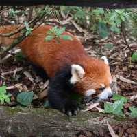 A Peaceful Encounter at Panda Valley, Dujiangyan