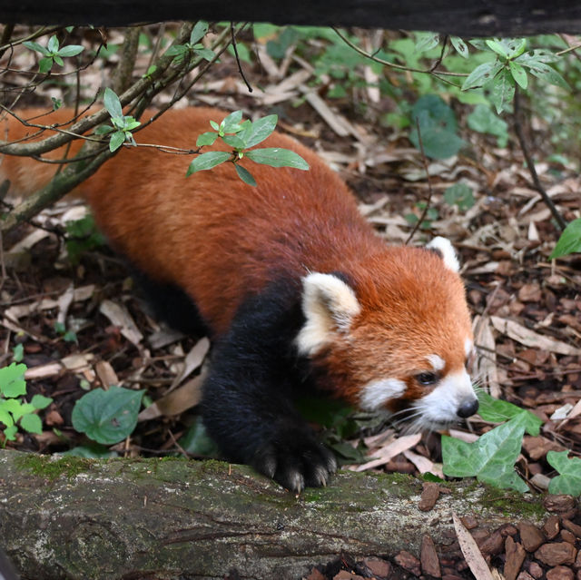 A Peaceful Encounter at Panda Valley, Dujiangyan