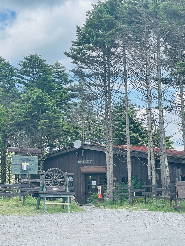 【長野県/諏訪市　夏でも涼しい霧ヶ峰に咲く黄色い花”ニッコウキスゲ”】
