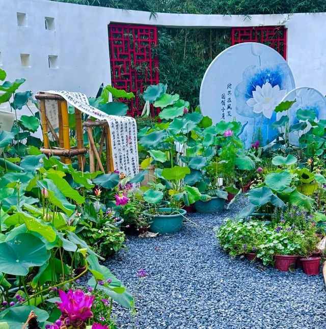 ✨深圳荷花賞~洪湖公園✨