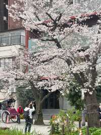 🌸櫻花季的偶田公園