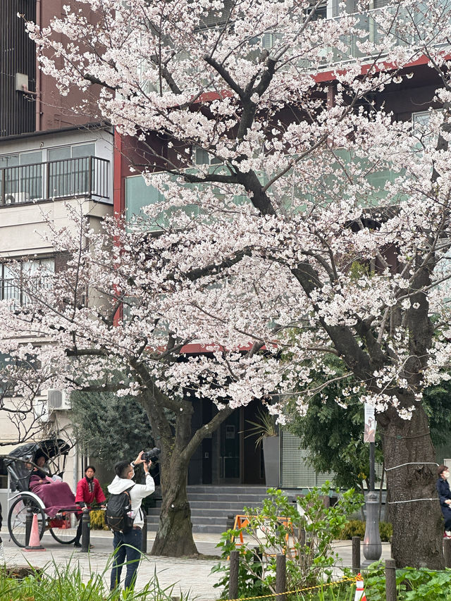 🌸櫻花季的偶田公園