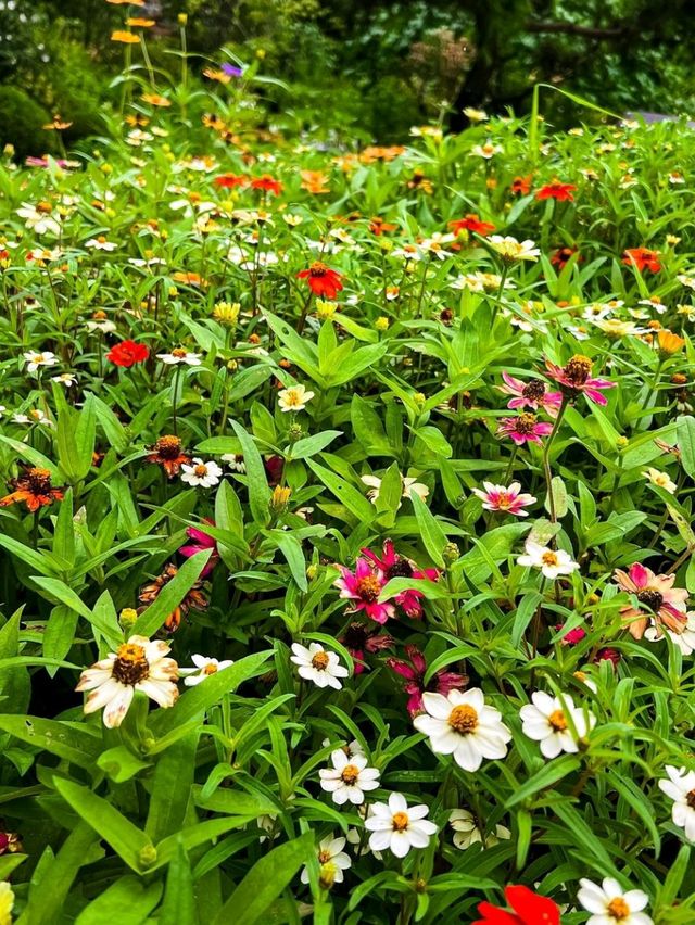 The Magical Garden of Morning Calm 🌸✨🇰🇷