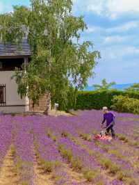 北海道夏季No.1薰衣草田🪻富良野富田農場✨✨