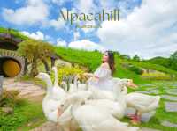 AlpacaHill 🦙 สวนสัตว์ใจกลางหุบเขา #สวนผึ้ง