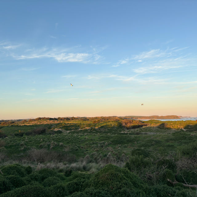 Mesmerizing March of the Penguins: A Phillip Island Adventure