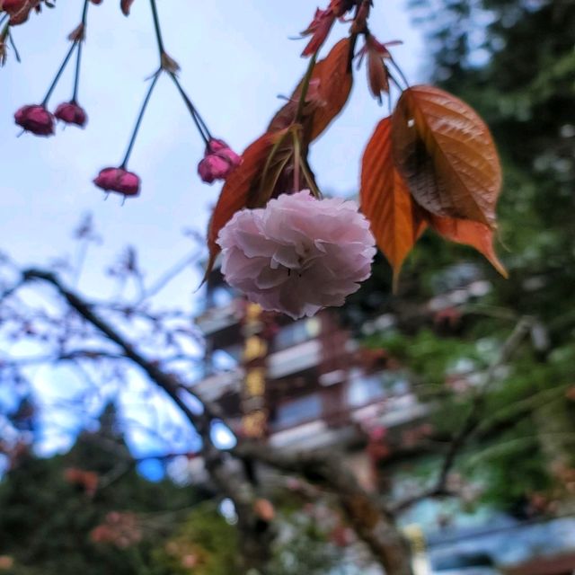 【嘉義】阿里山壯麗日出，神木群步道，親子遊8月好去處2024