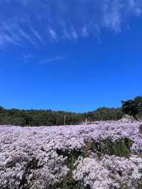 개미취 🌺🪻🌼🌸축제 여행 계획할때에요~ 