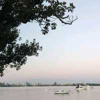 A Tranquil Escape to Matilda Bay: Meeting Perth’s Majestic Black Swans