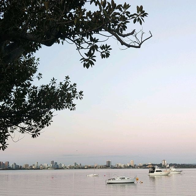 A Tranquil Escape to Matilda Bay: Meeting Perth’s Majestic Black Swans