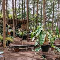Phupha Coffee Camp