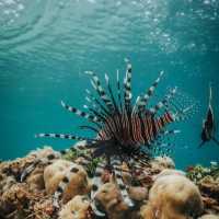A Diver’s Paradise: The Untouched Beauty of Raja Ampat